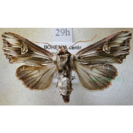 Actinotia polyodon (Clerck, 1759) Cmucha przejrzysta, przydrożnica dziurawcówka Czech29h
